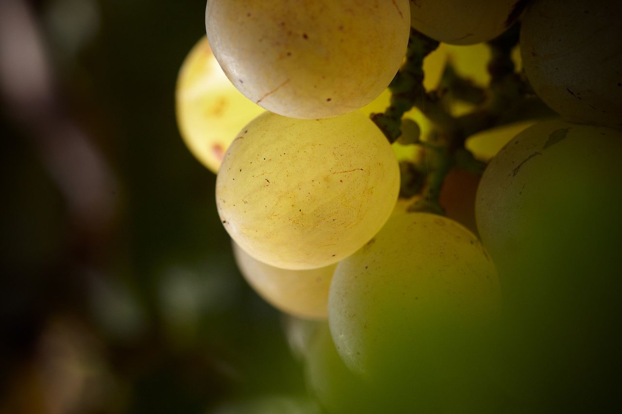 Ripening of the grape